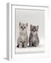 Domestic Cat, 7-Week, Two Silver Kittens-Jane Burton-Framed Photographic Print