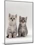 Domestic Cat, 7-Week, Two Silver Kittens-Jane Burton-Mounted Photographic Print