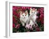 Domestic Cat, 7-Week, White-And-Tortoiseshell Kittens, Among Pink Pansies and Chrysanthemums-Jane Burton-Framed Photographic Print