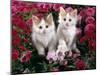 Domestic Cat, 7-Week, White-And-Tortoiseshell Kittens, Among Pink Pansies and Chrysanthemums-Jane Burton-Mounted Photographic Print