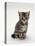 Domestic Cat, 7-Weeks, Silver Tortoiseshell Kitten-Jane Burton-Stretched Canvas