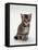 Domestic Cat, 7-Weeks, Silver Tortoiseshell Kitten-Jane Burton-Framed Stretched Canvas