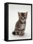 Domestic Cat, 7-Weeks, Silver Tortoiseshell Kitten-Jane Burton-Framed Stretched Canvas