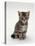 Domestic Cat, 7-Weeks, Silver Tortoiseshell Kitten-Jane Burton-Stretched Canvas