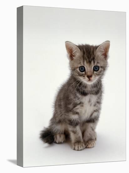 Domestic Cat, 7-Weeks, Silver Tortoiseshell Kitten-Jane Burton-Stretched Canvas