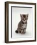 Domestic Cat, 7-Weeks, Silver Tortoiseshell Kitten-Jane Burton-Framed Premium Photographic Print