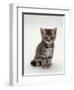 Domestic Cat, 7-Weeks, Silver Tortoiseshell Kitten-Jane Burton-Framed Premium Photographic Print