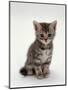 Domestic Cat, 7-Weeks, Silver Tortoiseshell Kitten-Jane Burton-Mounted Premium Photographic Print