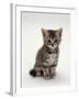 Domestic Cat, 7-Weeks, Silver Tortoiseshell Kitten-Jane Burton-Framed Photographic Print