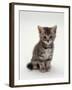 Domestic Cat, 7-Weeks, Silver Tortoiseshell Kitten-Jane Burton-Framed Photographic Print