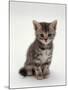 Domestic Cat, 7-Weeks, Silver Tortoiseshell Kitten-Jane Burton-Mounted Photographic Print