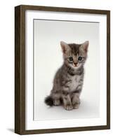 Domestic Cat, 7-Weeks, Silver Tortoiseshell Kitten-Jane Burton-Framed Photographic Print