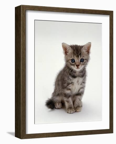 Domestic Cat, 7-Weeks, Silver Tortoiseshell Kitten-Jane Burton-Framed Photographic Print