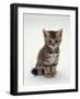 Domestic Cat, 7-Weeks, Silver Tortoiseshell Kitten-Jane Burton-Framed Photographic Print