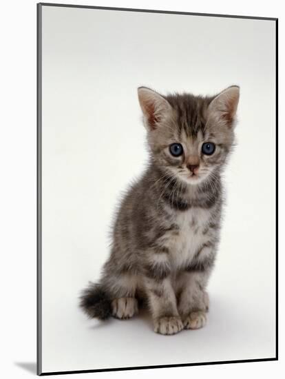 Domestic Cat, 7-Weeks, Silver Tortoiseshell Kitten-Jane Burton-Mounted Photographic Print