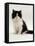 Domestic Cat, 8-Week, Black Bicolour Persian Kitten-Jane Burton-Framed Stretched Canvas