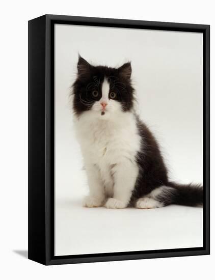 Domestic Cat, 8-Week, Black Bicolour Persian Kitten-Jane Burton-Framed Stretched Canvas