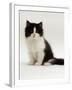 Domestic Cat, 8-Week, Black Bicolour Persian Kitten-Jane Burton-Framed Photographic Print