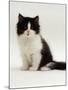 Domestic Cat, 8-Week, Black Bicolour Persian Kitten-Jane Burton-Mounted Photographic Print