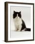 Domestic Cat, 8-Week, Black Bicolour Persian Kitten-Jane Burton-Framed Photographic Print