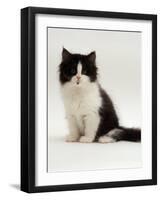 Domestic Cat, 8-Week, Black Bicolour Persian Kitten-Jane Burton-Framed Photographic Print