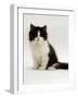 Domestic Cat, 8-Week, Black Bicolour Persian Kitten-Jane Burton-Framed Photographic Print