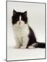 Domestic Cat, 8-Week, Black Bicolour Persian Kitten-Jane Burton-Mounted Photographic Print