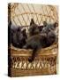 Domestic Cat, 8-Week, Blue and Brown Burmese Kittens Lying in a Wicker Chair-Jane Burton-Stretched Canvas