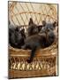 Domestic Cat, 8-Week, Blue and Brown Burmese Kittens Lying in a Wicker Chair-Jane Burton-Mounted Photographic Print