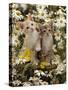 Domestic Cat, 8-Week, Burmese-Cross Kittens Among Ox-Eye Daisies and Buttercups-Jane Burton-Stretched Canvas