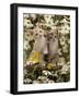 Domestic Cat, 8-Week, Burmese-Cross Kittens Among Ox-Eye Daisies and Buttercups-Jane Burton-Framed Photographic Print