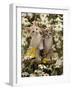 Domestic Cat, 8-Week, Burmese-Cross Kittens Among Ox-Eye Daisies and Buttercups-Jane Burton-Framed Photographic Print