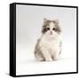 Domestic Cat, 8-Week, Chinchilla-Cross Silver Tortoiseshell Kitten-Jane Burton-Framed Stretched Canvas