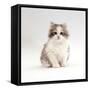 Domestic Cat, 8-Week, Chinchilla-Cross Silver Tortoiseshell Kitten-Jane Burton-Framed Stretched Canvas