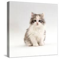 Domestic Cat, 8-Week, Chinchilla-Cross Silver Tortoiseshell Kitten-Jane Burton-Stretched Canvas