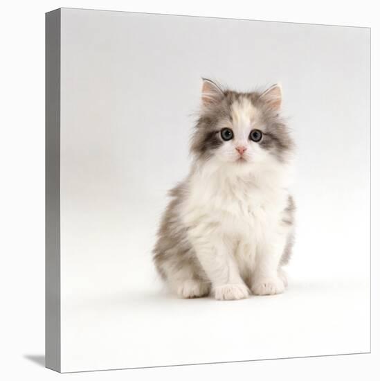 Domestic Cat, 8-Week, Chinchilla-Cross Silver Tortoiseshell Kitten-Jane Burton-Stretched Canvas
