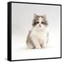 Domestic Cat, 8-Week, Chinchilla-Cross Silver Tortoiseshell Kitten-Jane Burton-Framed Stretched Canvas