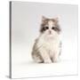 Domestic Cat, 8-Week, Chinchilla-Cross Silver Tortoiseshell Kitten-Jane Burton-Stretched Canvas