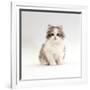 Domestic Cat, 8-Week, Chinchilla-Cross Silver Tortoiseshell Kitten-Jane Burton-Framed Photographic Print