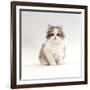 Domestic Cat, 8-Week, Chinchilla-Cross Silver Tortoiseshell Kitten-Jane Burton-Framed Photographic Print