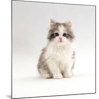 Domestic Cat, 8-Week, Chinchilla-Cross Silver Tortoiseshell Kitten-Jane Burton-Mounted Photographic Print