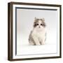Domestic Cat, 8-Week, Chinchilla-Cross Silver Tortoiseshell Kitten-Jane Burton-Framed Photographic Print
