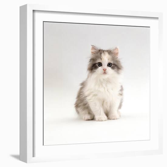 Domestic Cat, 8-Week, Chinchilla-Cross Silver Tortoiseshell Kitten-Jane Burton-Framed Photographic Print