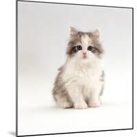 Domestic Cat, 8-Week, Chinchilla-Cross Silver Tortoiseshell Kitten-Jane Burton-Mounted Photographic Print