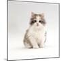 Domestic Cat, 8-Week, Chinchilla-Cross Silver Tortoiseshell Kitten-Jane Burton-Mounted Photographic Print