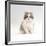 Domestic Cat, 8-Week, Chinchilla-Cross Silver Tortoiseshell Kitten-Jane Burton-Framed Photographic Print