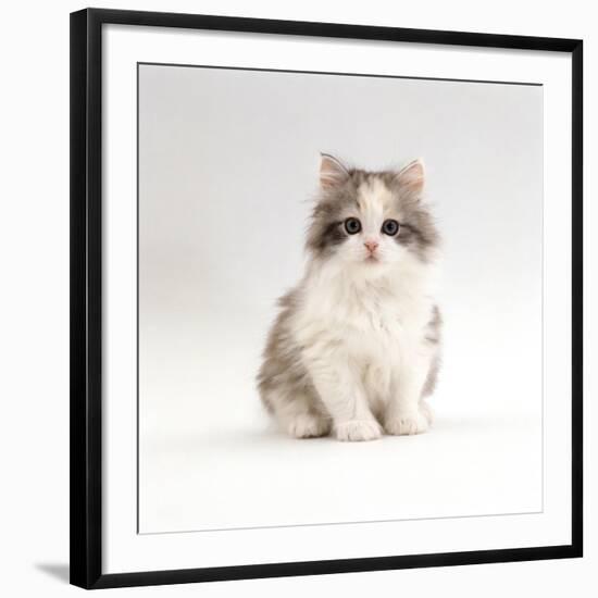 Domestic Cat, 8-Week, Chinchilla-Cross Silver Tortoiseshell Kitten-Jane Burton-Framed Photographic Print