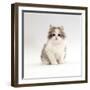 Domestic Cat, 8-Week, Chinchilla-Cross Silver Tortoiseshell Kitten-Jane Burton-Framed Premium Photographic Print