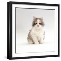 Domestic Cat, 8-Week, Chinchilla-Cross Silver Tortoiseshell Kitten-Jane Burton-Framed Premium Photographic Print