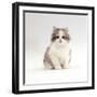 Domestic Cat, 8-Week, Chinchilla-Cross Silver Tortoiseshell Kitten-Jane Burton-Framed Premium Photographic Print